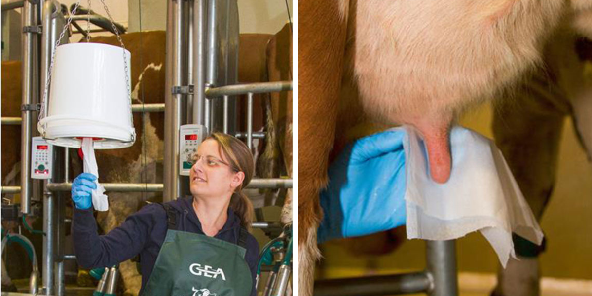 vlhcene-uterky-na-vemena-kerbl-15815-udderoclean-20x20cm-1000-utrzk-u-kbelik-s-vikem-vyuziti